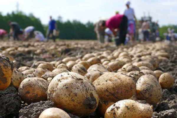 Colheita Batatas Campo Trabalhadores Agrícolas Colhendo Transportando Para Armazém — Fotografia de Stock