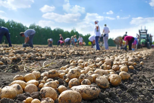 Tarlada Patates Hasadı Çiftlik Işçileri Depo Için Toplama Nakliye — Stok fotoğraf