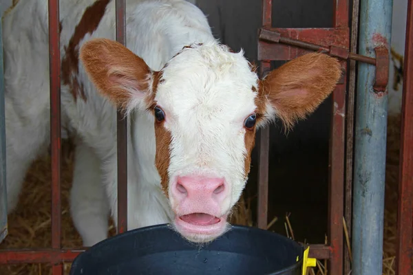 Голодный Симпатичный Теленок Коровнике Молочная Ферма Крупным Планом — стоковое фото