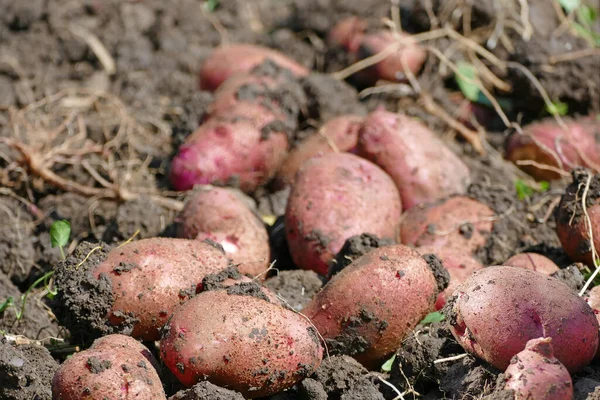 Ziemniaki Ziemi Świeżo Wykopane Bulwy Ziemniaka Polu Zbliżenie Świeżych Ziemniaków — Zdjęcie stockowe