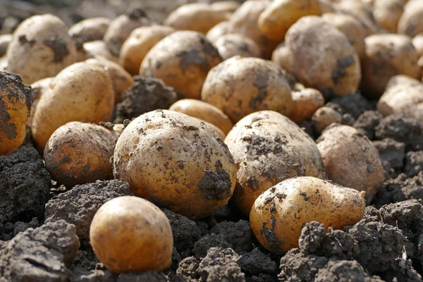 Πατάτες Στο Έδαφος Φρεσκοσκαμμένοι Κόνδυλοι Πατάτας Στο Χωράφι Κοντά Φρέσκες — Φωτογραφία Αρχείου