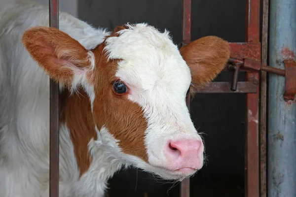 牛棚里又饿又可爱的小牛犊 奶牛场的特写镜头 — 图库照片