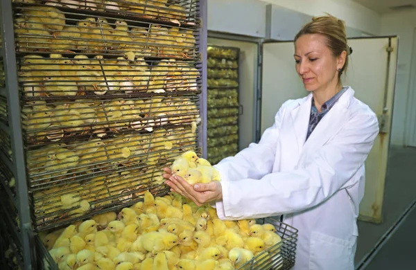 Farmářka Drží Ruce Kuřata Kuřata Vylíhnutá Vajec Inkubátoru Hatching Farm — Stock fotografie