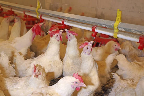 养鸡场 蛋和家禽生产 鸡近身喝水 — 图库照片