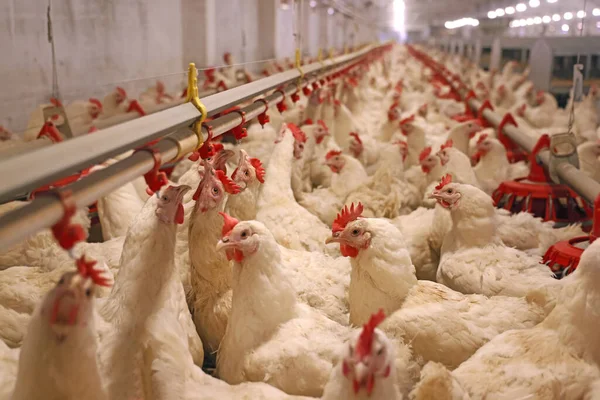 Hühnerfarm Und Geflügelproduktion Großaufnahme Von Hühnern Die Wasser Trinken Und — Stockfoto