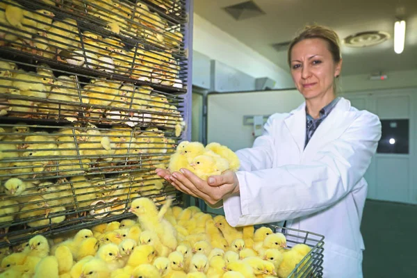 Female Farmer Holds Chicks Hand Baby Chicken Hatched Eggs Incubator — Stock Photo, Image