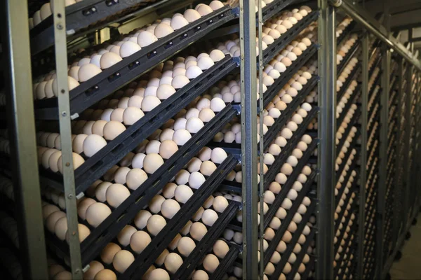 Chicken Eggs Incubator Incubating Chicken Eggs Day Process Hatching Farm — Stock Photo, Image