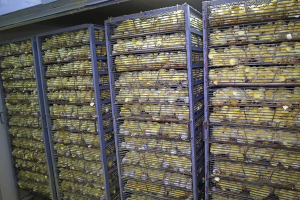 Pollo Bebé Eclosionó Huevo Incubadora Pollitos Recién Nacidos Una Jaula — Foto de Stock