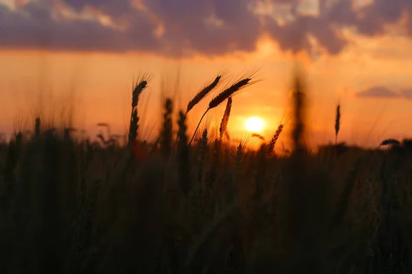Пшеничне Поле Заході Сонця Вуха Пшениці Крупним Планом Красива Ландшафтна Стокове Фото