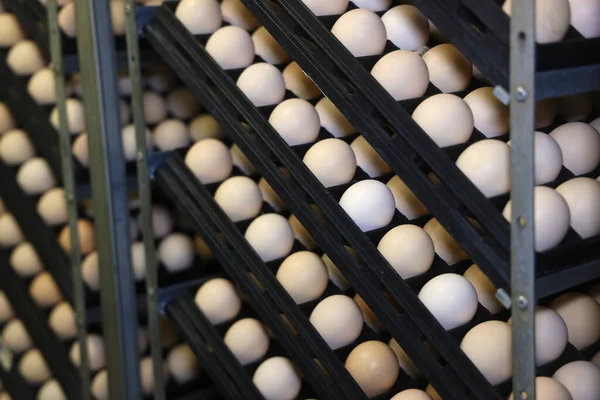 Küvözde Tavuk Yumurtası Tavuk Yumurtalarını Kuluçkaya Yatırmak Çiftlikte Günlük Bir - Stok İmaj