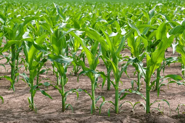 Grünes Maisfeld Einem Schönen Sonnigen Frühlingstag — Stockfoto