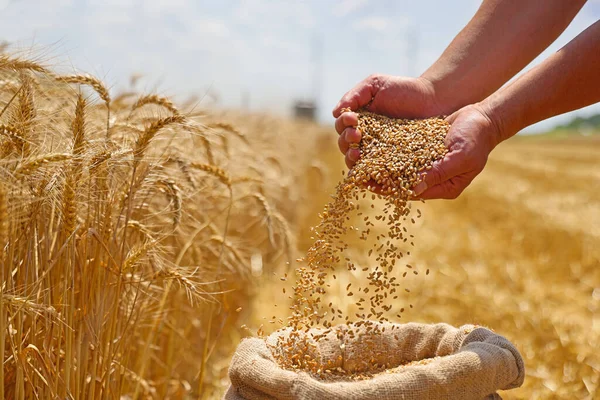 Пшеничное Зерно Руке После Хорошего Урожая Успешного Фермера Заднем Плане — стоковое фото