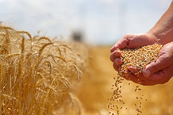 Пшеничное Зерно Руке После Хорошего Урожая Успешного Фермера Заднем Плане — стоковое фото