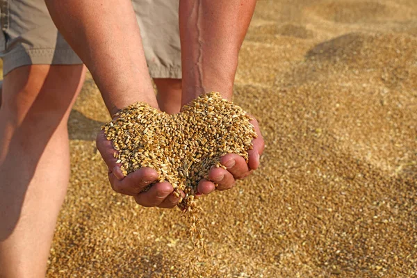 Пшеничное Зерно Форма Сердца Мужской Руке После Хорошего Урожая Успешного — стоковое фото