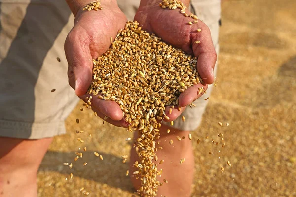 Пшеничное Зерно Мужской Руке После Хорошего Урожая Успешного Фермера — стоковое фото