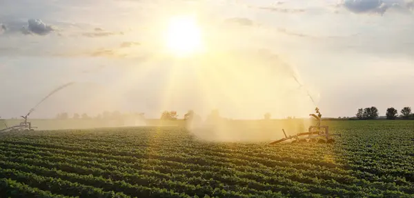 大豆田灌溉系统有助于旱季植株的生长 美丽的阳光普照的乡村风景 免版税图库照片
