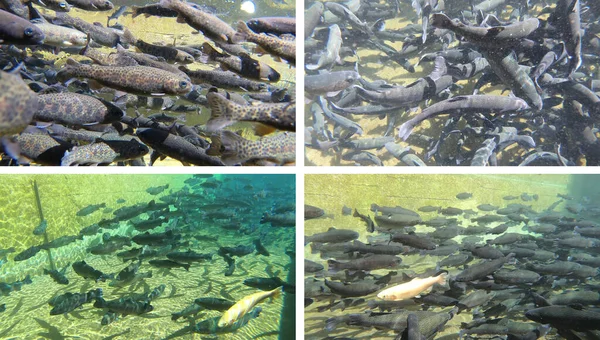 Trout farming in the fish pond, breeding freshwater fish in clear and cold water from a mountain stream, underwater footage
