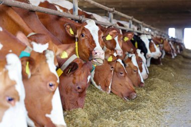 Mandıra çiftliği - ahırda inekleri beslemek, siyasal ve Holstein sığırlarına yakın olmak