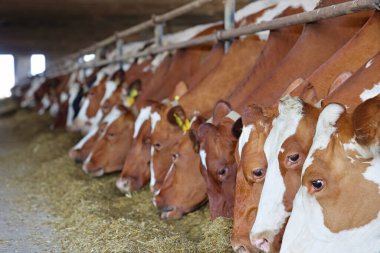 Mandıra çiftliği - ahırda inekleri beslemek, siyasal ve Holstein sığırlarına yakın olmak