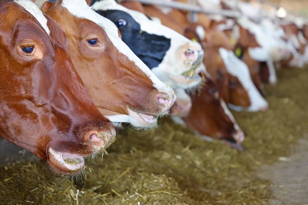 Granja Lechera Alimentación Vacas Establos Primer Plano Ganado Simmental Holstein Fotos De Stock