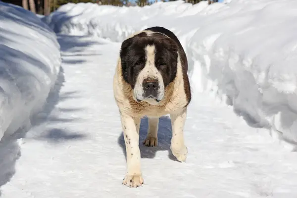 Grote Aziatische Herder Hond Wandelen Sneeuwpad Winter Tijd Close Schot Rechtenvrije Stockfoto's