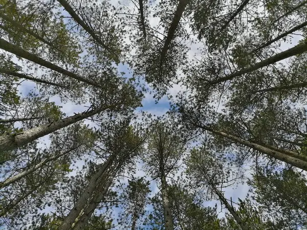 Верхушки Вечнозеленых Деревьев Смотрят Снизу Вверх Сосновый Лес Солнечный День Стоковое Фото