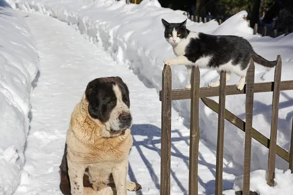 毛茸茸的朋友大亚洲牧羊犬和家猫一起在院子里的木栅栏旁边的雪地上玩耍 动物在冬季的友谊 特写镜头 图库图片