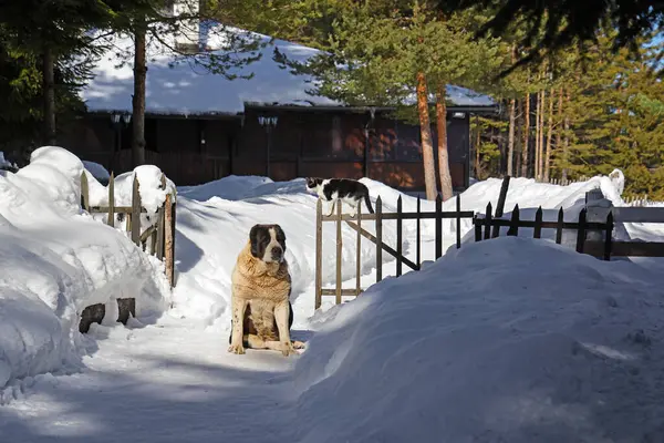 毛茸茸的朋友大亚洲牧羊犬和家猫一起在院子里的木栅栏旁边的雪地上玩耍 动物在冬季的友谊 特写镜头 图库图片