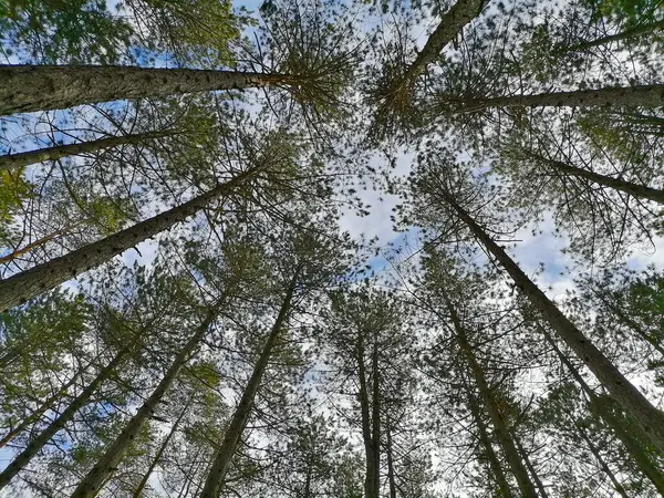 Верхушки Вечнозеленых Деревьев Смотрят Снизу Вверх Сосновый Лес Солнечный День Лицензионные Стоковые Изображения