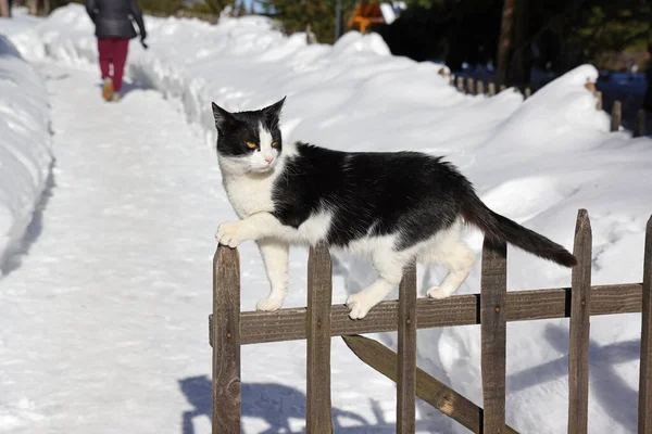 家猫在木制栅栏上 田园诗般的冬季 雪地里还有一栋房子 近距离拍摄 图库图片
