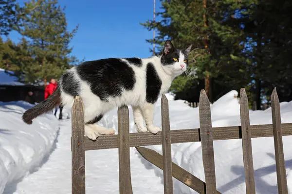 家猫在木制栅栏上 田园诗般的冬季 雪地里还有一栋房子 近距离拍摄 图库照片