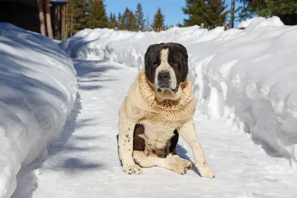 Grote Aziatische Herder Hond Zittend Sneeuw Pad Winter Tijd Close Stockfoto