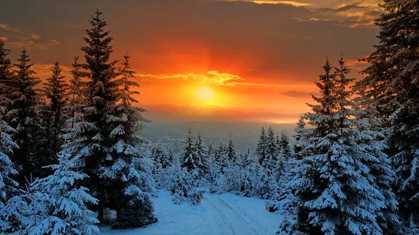 Flygfoto Över Skogen Vintern Vid Solnedgången Landskap Snötäckta Träd Natur Stockfoto