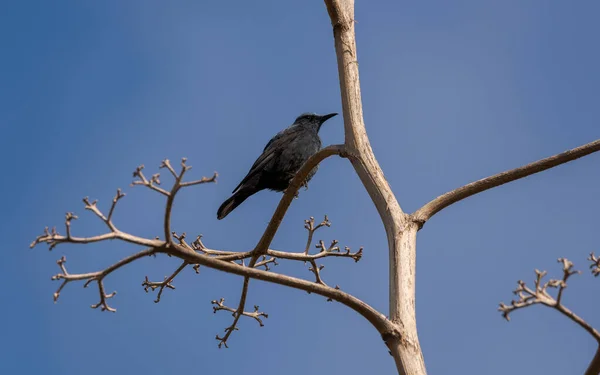 Mavi Kaya Ardıç Kuşu Monticola Solitarius Bir Dala Tünemişti Fotoğraf — Stok fotoğraf