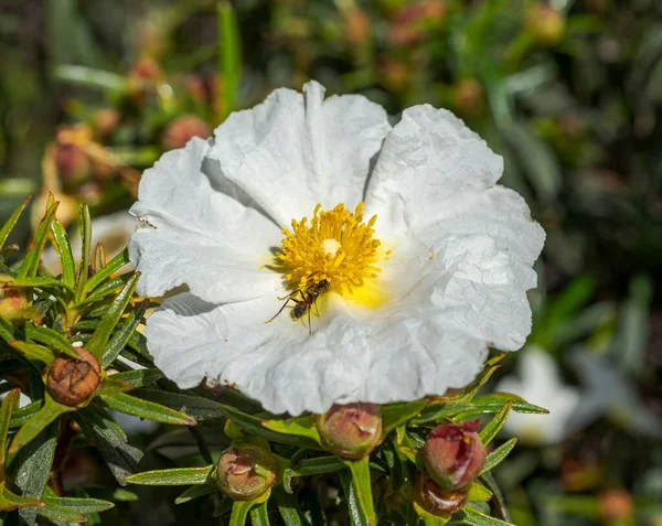 Kwiaty Gumowej Róży Skalnej Cistus Ladanifer Zdjęcie Zrobione Pedriza Góry — Zdjęcie stockowe