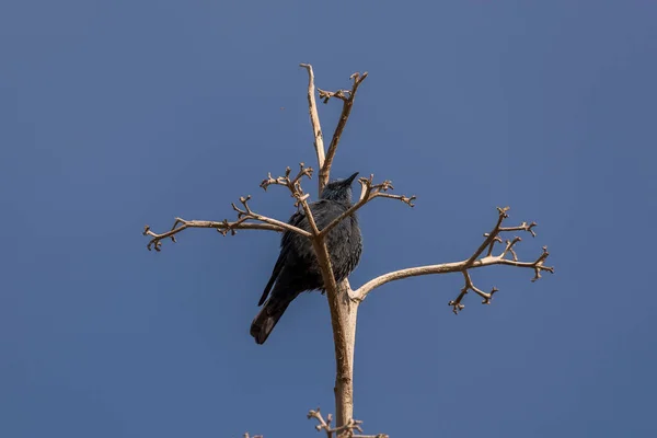 Blauer Felsendrossel Monticola Solitarius Thront Auf Einem Ast Foto Aufgenommen — Stockfoto
