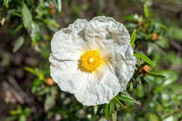 Kwiaty Gumowej Róży Skalnej Cistus Ladanifer Zdjęcie Zrobione Pedriza Góry — Zdjęcie stockowe