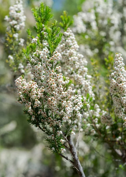 Kwiaty Drzewa Heath Erica Arborea Zdjęcie Zrobione Górach Guadarrama Pedriza — Zdjęcie stockowe