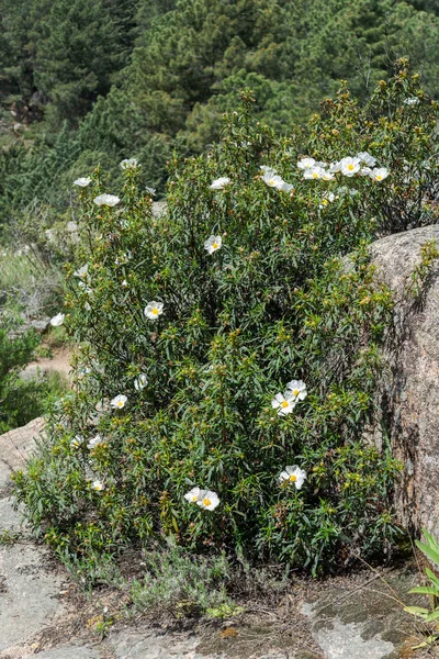 Rose Des Gencives Cistus Ladanifer Photo Prise Pedriza Montagnes Guadarrama — Photo