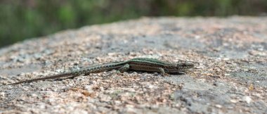İber duvar kertenkelesi, Podarcis Guadarramae, bir kayanın üzerinde. Fotoğraf Guadarrama Dağları Ulusal Parkı, Madrid, İspanya