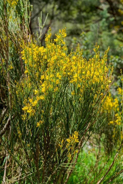 Flowers Cytisus Oromediterraneus Photo Taken Pedriza Guadarrama Mountains National Park — Stock Photo, Image