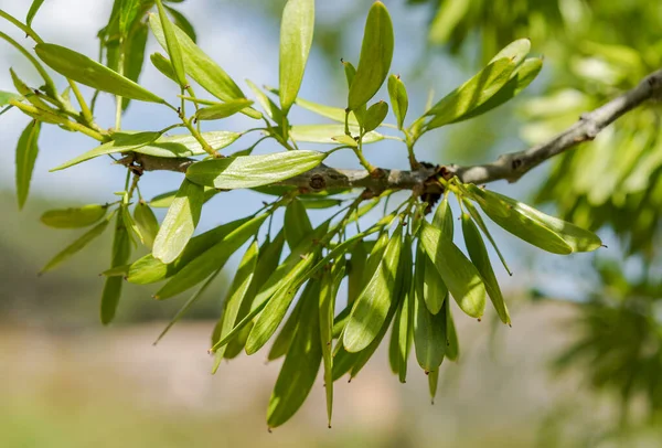 Keskeny Levelű Kőrisfa Gyümölcsei Fraxinus Angustifolia Fotó Guadarrama Mountains National — Stock Fotó