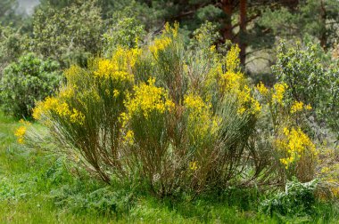 Cytisus oromediterraneus çiçekleri. Fotoğraf: La Pedriza, Guadarrama Dağları Ulusal Parkı, Madrid, İspanya
