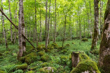 Konigssee ve Obersee gölleri arasında, Almanya 'nın Bavyera eyaletinin Bavyera eyaletinin en güneydoğusundaki Berchtesgadener Toprak Bölgesi' nde, Avusturya sınırına yakın yerlerde bulunan yaprak döken karışık orman, kayın ve akçaağaç ağaçları.