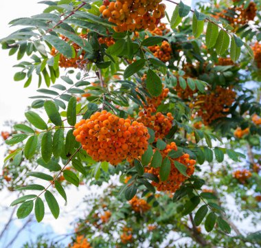 Rowan 'ın yaprakları ve meyveleri, Sorbus aucuparia. Fotoğraf Avusturya 'nın Tyrol eyaleti Ehrwald belediyesinde çekildi.