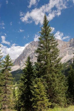 Norveç ladini, Picea abies. Fotoğraf Mieming Range 'de çekildi, Tyrol Eyaleti, Avusturya