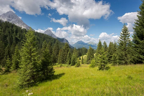 Meadows Forest Norway Spruce Picea Abies Mieming Range State Tyrol — стокове фото