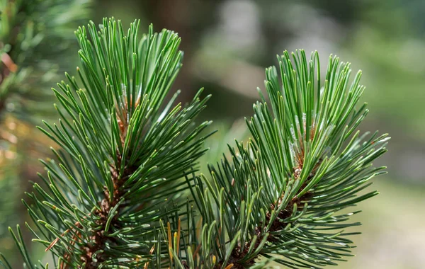 Λεπτομέρεια Φύλλων Και Κλαδιών Από Πεύκο Του Βουνού Νάνου Pinus — Φωτογραφία Αρχείου