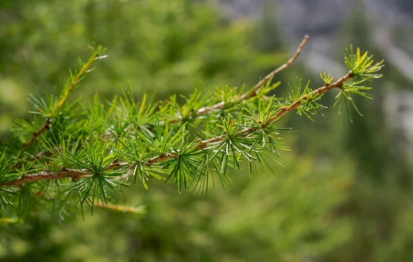 欧洲落叶松 落叶松和分枝的细部 照片来自奥地利蒂罗尔州Mieming Range — 图库照片