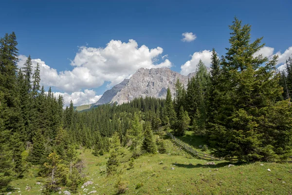 Meadows Forest Norway Spruce Picea Abies Mieming Range State Tyrol — стокове фото